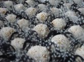 Beijinhos